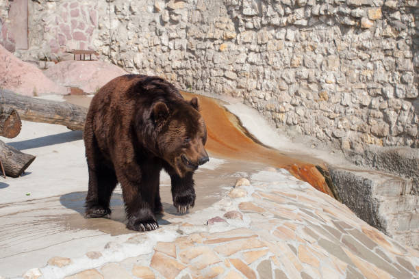 istock Brown bear at the zoo. 1143091911