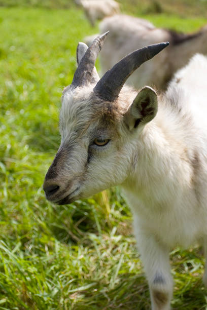 istock Goats graze in the meadow 1143091915