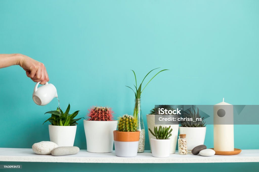 Modern room decoration with Picture frame mockup. White shelf against pastel turquoise wall with Collection of various cactus and succulent plants in different pots. Hand is watering them. Domestic Room Stock Photo