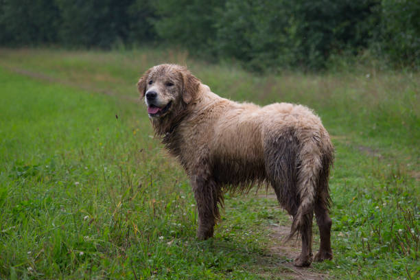 istock Dirty dog on the street. 1143094566