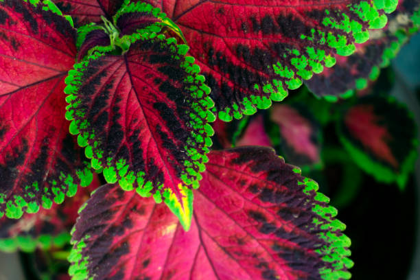 Close-up bright colorful coleus leaves background multi color leaves out door shoot coleus photos stock pictures, royalty-free photos & images
