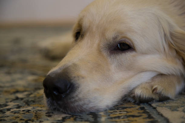 istock Dog lies and misses. 1143096053