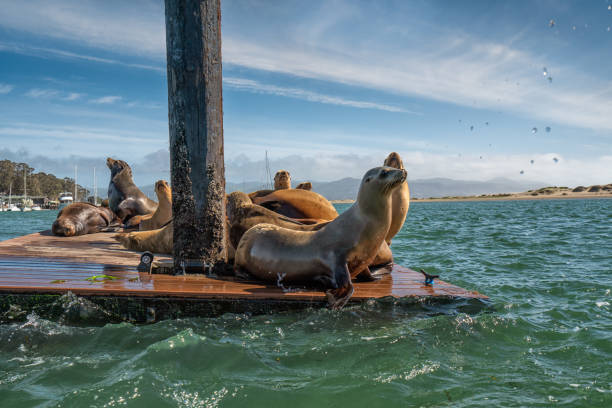 robben in morro bay harbor, california coastline - san simeon stock-fotos und bilder