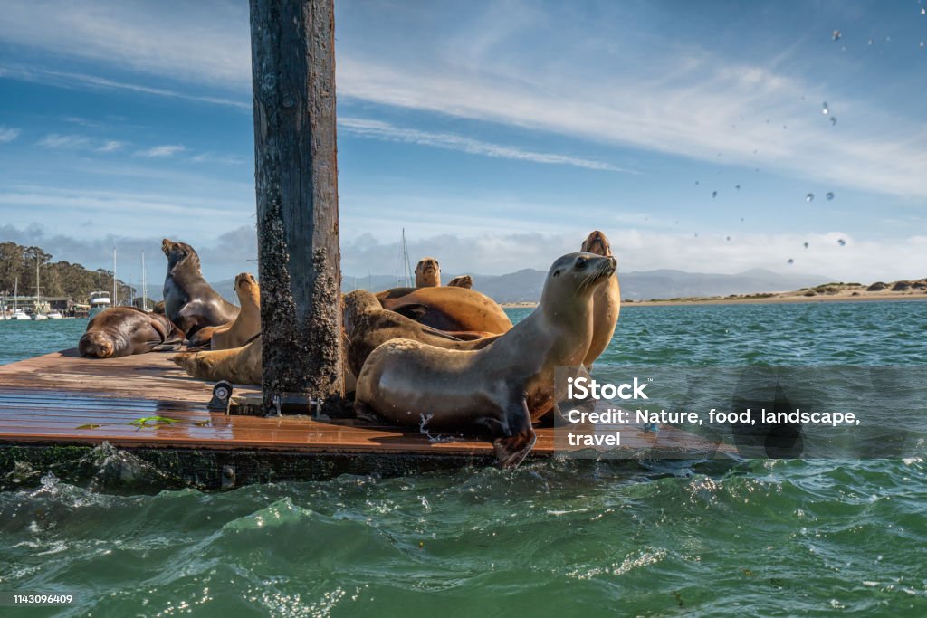 Seals at Morro Bay Harbor, California Coastline Seals at Morro Bay, Beautiful Cloudy Blue Sky Background Morro Bay Stock Photo