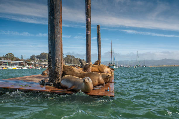 istock Seals at Morro Bay Harbor, California Coastline 1143096415