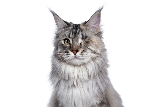 Head shot of very pretty silver tortie young adult Maine Coon cat, sitting side ways facing front. Looking at camera with one green eye. Isolated on white background.