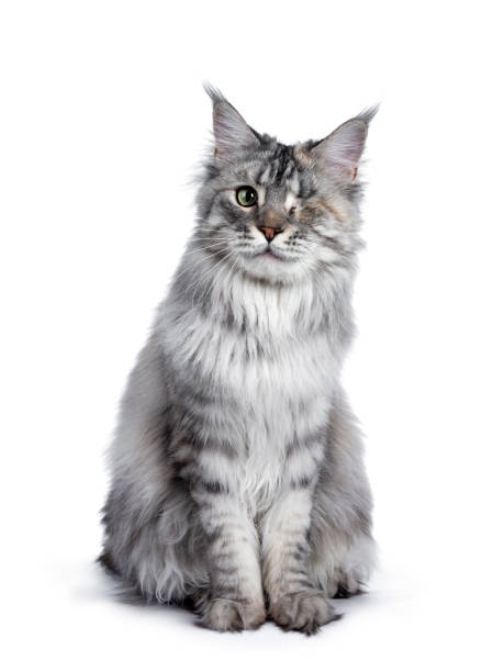 istock One eyed silver tortie Maine Coon cat on white 1143097643