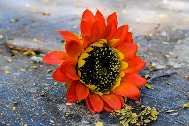 istock Single blossom of a artificial flower lying 1143097795