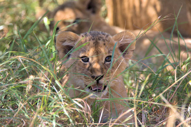 istock Lion Cub Alert In The Grass 1143097801