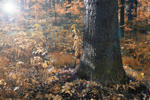 Beautiful autumn landscape in the forest.