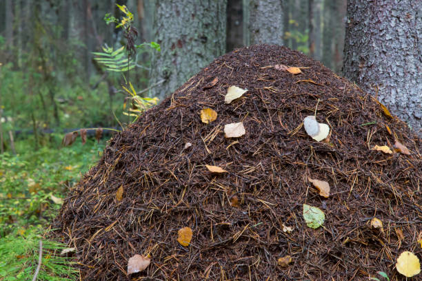 istock Ant hill in the forest 1143097878
