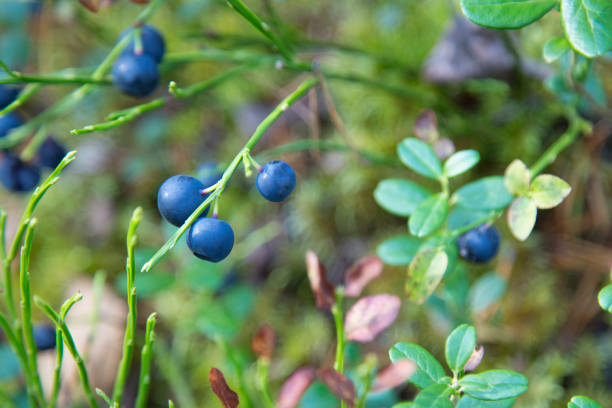 istock Blueberry berry in the forest 1143099108