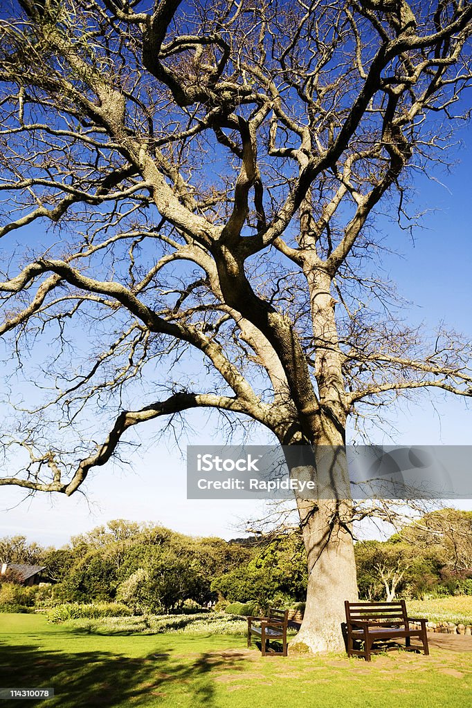 Bancos no pé de retorcidas árvore - Foto de stock de Assento royalty-free