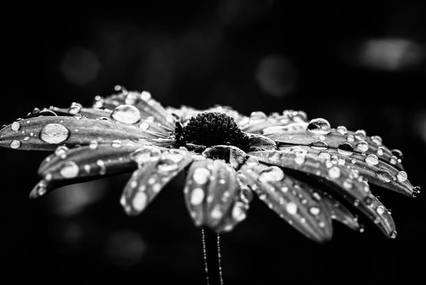 istock Flower in Black And white 1143100864