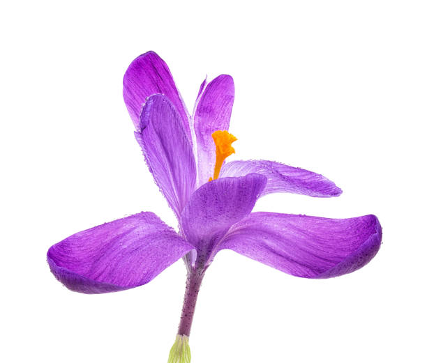 istock Crocus flower on a white background, close up. Full depth of field. 1143101490