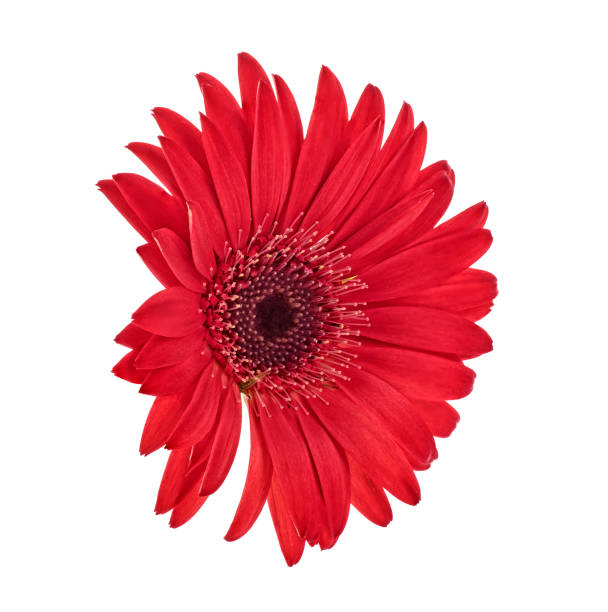 istock Beautiful red gerbera flower isolated on white background 1143101518