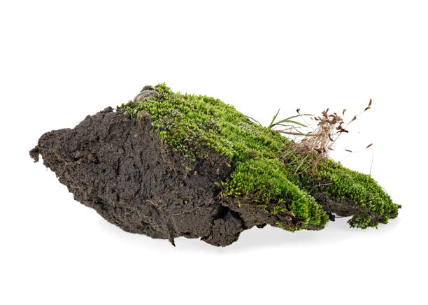 istock Green moss with grass on pile of soil, white background. 1143101533
