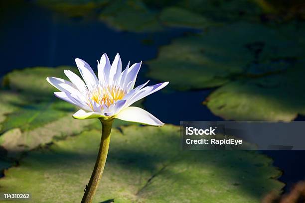 Blauer Lotus Stockfoto und mehr Bilder von Blau - Blau, Indischer Lotus, Lotus - Seerose