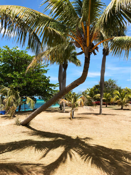 istock Tropical oasis on the Caribbean coast. 1143103045