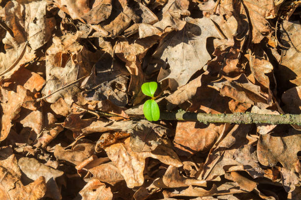 pousse verte fait son chemin à travers le feuillage de l’année dernière - dried plant photos et images de collection