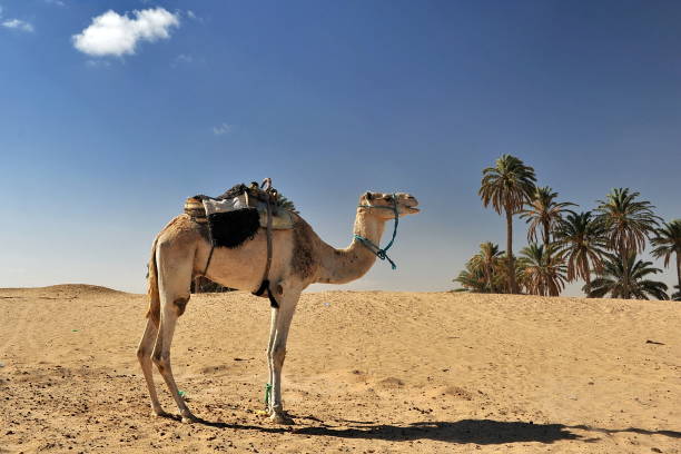 istock Camels in the Sahara desert. 1143104716