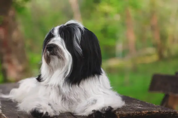 Beautiful Tibetan terrier dog male with a curious look, lies on a bench in the park. Selective focus