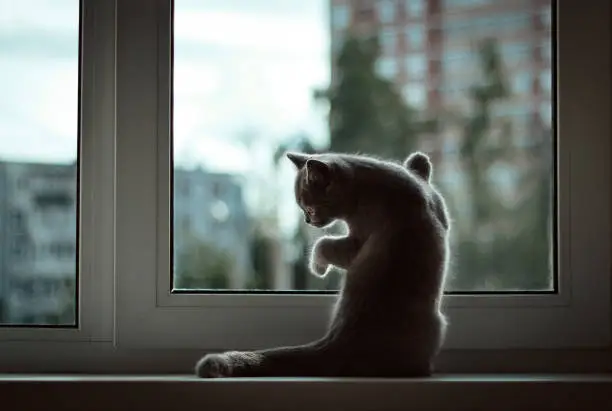 Photo of A small British kitten sitting at the window on the background of the evening city. Front legs rests against the glass,looks out the window.Sad cat waiting for the owner, standing on his hind legs.