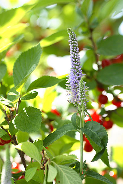 Purple Floral Spike stock photo