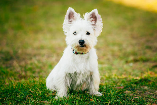 istock Small West Highland White Terrier - Westie, Westy Dog 1143107244