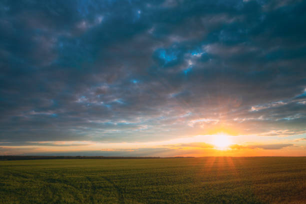 istock Sunset Sunrise Over Field With Young Wheat Sprouts. Bright Dramatic Sky Above Meadow. Countryside Landscape Under Scenic Colorful Sky At Sunset Dawn Sunrise. Skyline Horizon 1143107295
