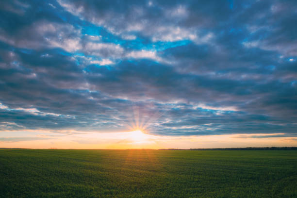 istock Sunset Sunrise Over Field With Young Wheat Sprouts. Bright Dramatic Sky Above Meadow. Countryside Landscape Under Scenic Colorful Sky At Sunset Dawn Sunrise. Skyline Horizon 1143107315