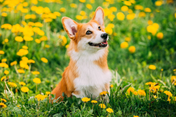 面白いペンブロークウェールズ・コーギー犬の子犬は、黄色の咲くタンポポの花と緑の夏の草原の草で遊んで。ウェールズ・コーギーはウェールズで生まれた小さなタイプの牛追い犬です。 - pets friendship green small ストックフォトと画像