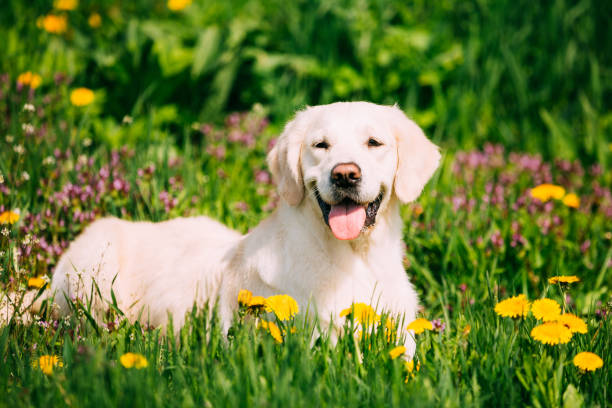 funny joven feliz labrador retriever sentado en la hierba y en amarillo diente de león al aire libre. temporada de primavera - labrador retriever fotografías e imágenes de stock
