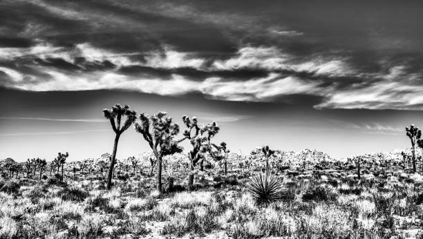 Joshua Trees in Bloom in black and white