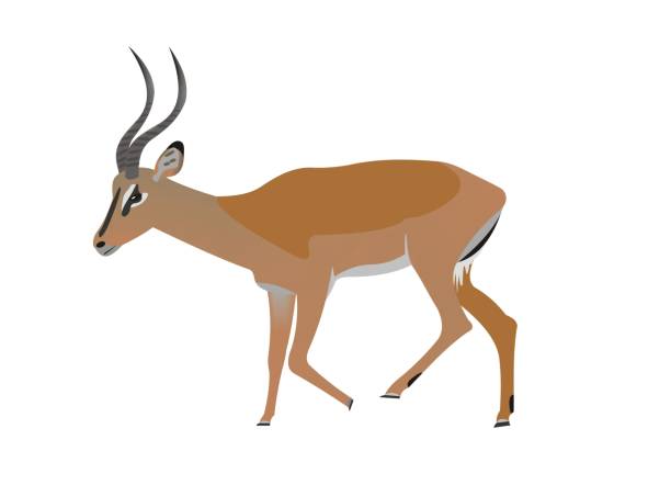 illustrazioni stock, clip art, cartoni animati e icone di tendenza di impala dalla faccia nera, epyceros melampus petersi - impala