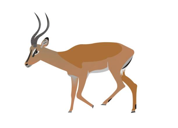 Black faced impala, Aepyceros melampus petersi Illustration of a Black faced impala, Aepyceros melampus petersi impala stock illustrations