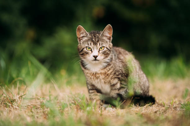 istock Small Cute Gray Cat Kitten In Grass 1143110815