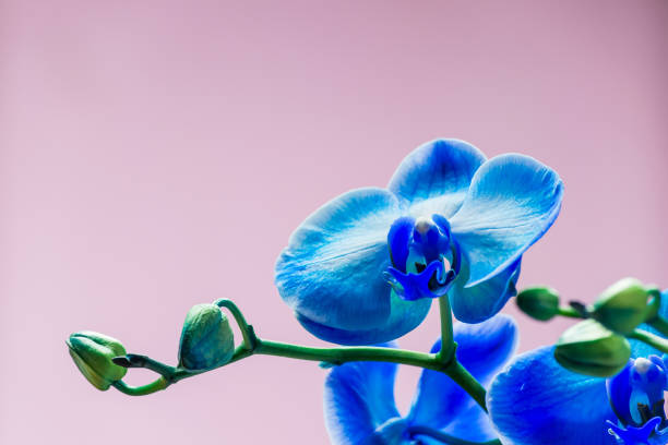helle knospe der blauen farbe orchideenblume nah-up-makro. - flower purple macro bud stock-fotos und bilder