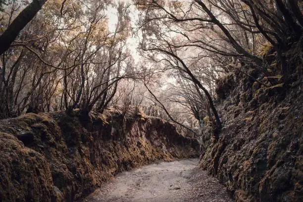 Photo of Mysterious path in the creepy dark forest