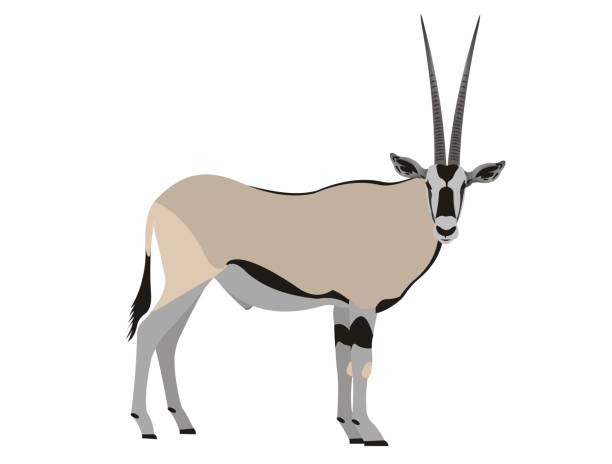 ilustrações, clipart, desenhos animados e ícones de oryx do leste africano, beisa do oryx - oryx