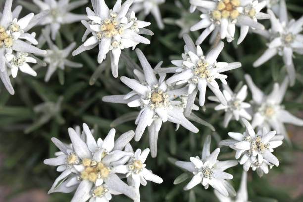 fiore di edelweiss raro (leontopodium nivale) - stella alpina foto e immagini stock