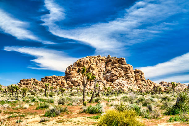 During a superbloom in Joshua Tree National Park - a joshua tree in bloom
