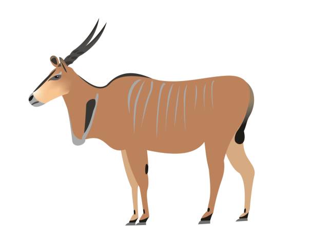 illustrations, cliparts, dessins animés et icônes de eland commun, taurotragus oryx - éland du cap