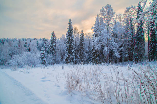 istock Winter landscape in the forest. 1143113616