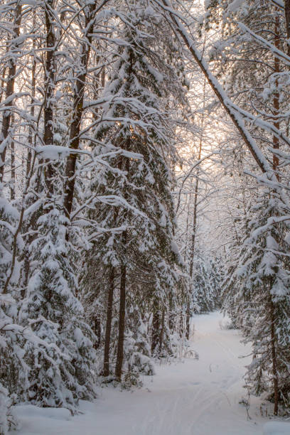 istock Winter landscape in the forest. 1143113745