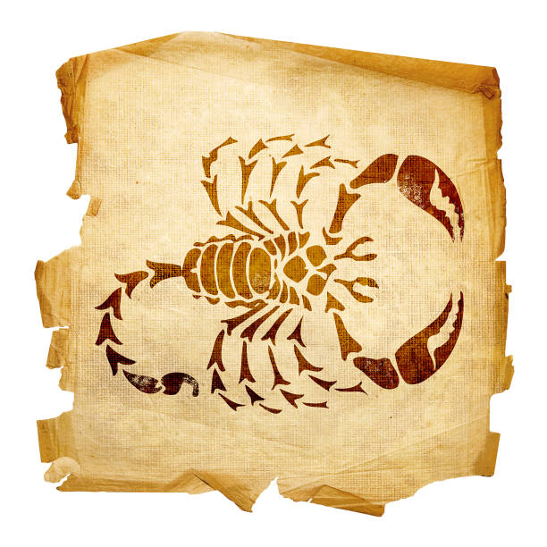 1,689 Scorpion Drawing Stock Photos, Pictures & Royalty-Free Images - iStock