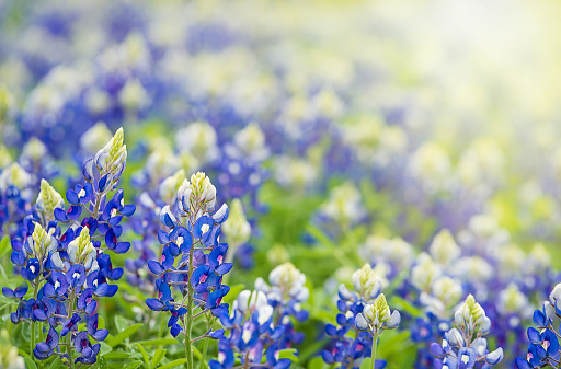 Texas Bluebonnet (Lupinus texensis) flowers blooming in springtime. Copy space.