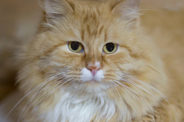 istock portrait of red cat 1143114108