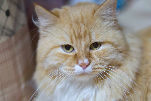 istock portrait of red cat 1143114649