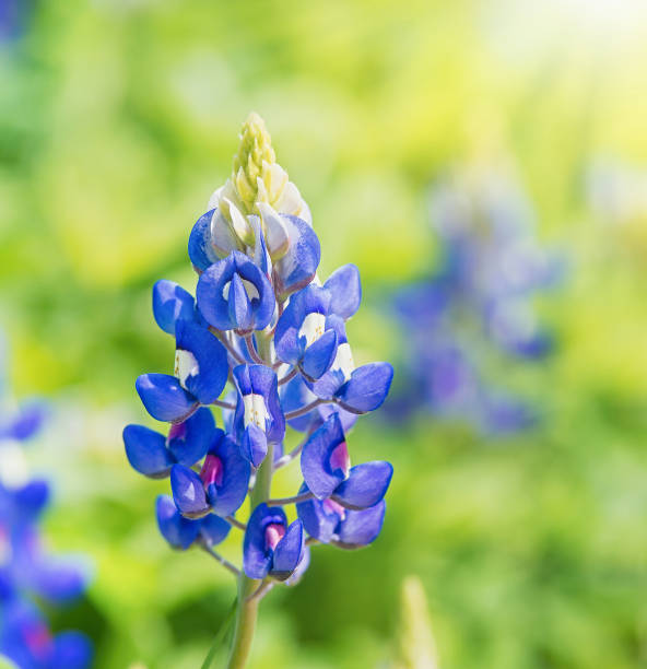 istock exas Bluebonnets (Lupinus texensis) blooming in springtime 1143114653